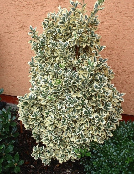 Ožekšnis japoninis (Euonymus japonicus) 'Bravo’