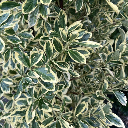 Ožekšnis japoninis (Euonymus japonicus) 'Bravo’