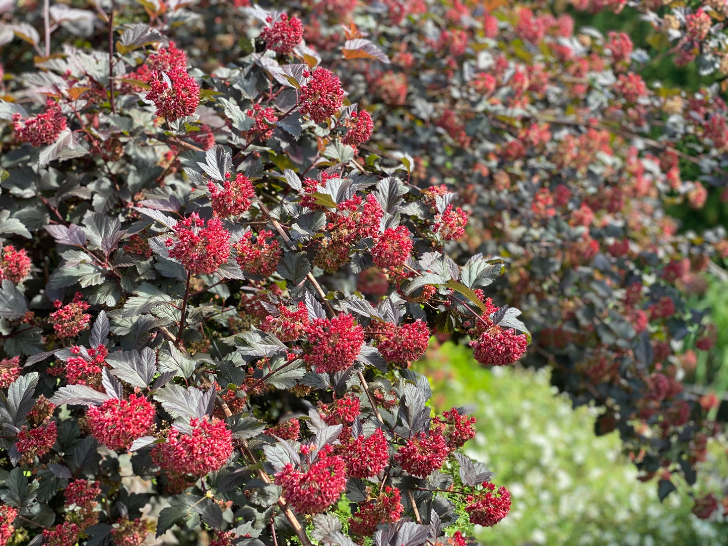 Pūslenis putinalapis (Physocarpus opulifolius) 'Diabolo'