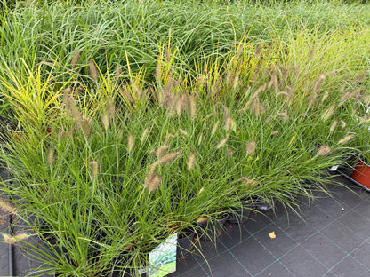 Soruolė pašiaušėlinė (Pennisetum alopecuroides) 'Hameln'