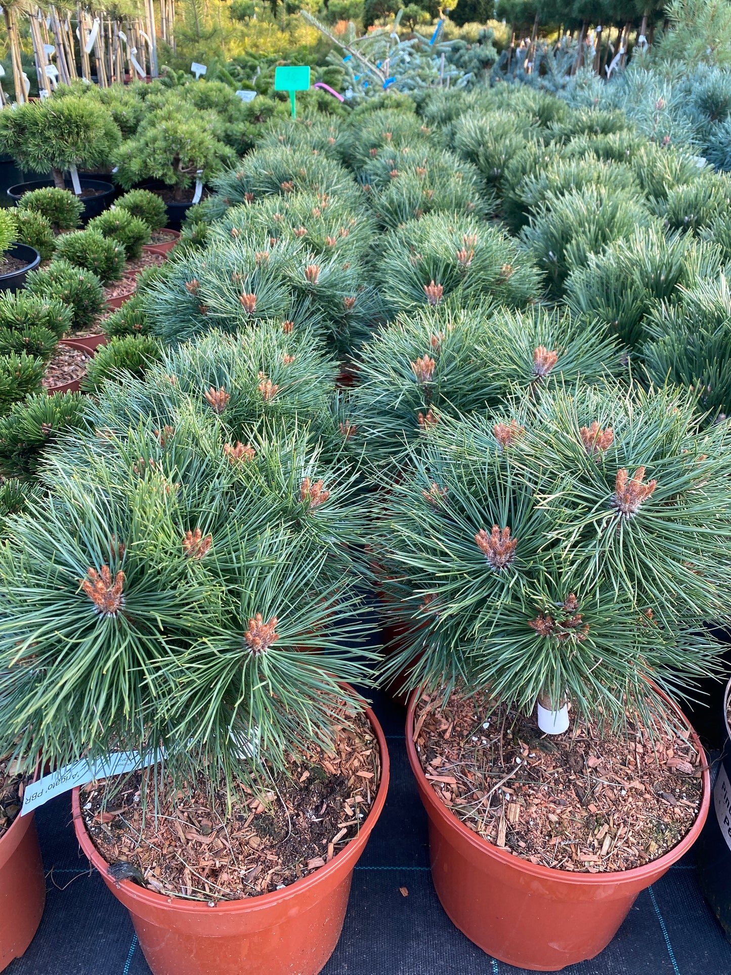 Pušis juodoji (Pinus nigra) 'Arigato'