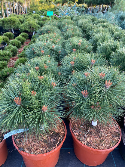 Pušis juodoji (Pinus nigra) 'Arigato'