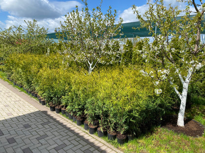 Tuja vakarinė (Thuja occidentalis) 'Brabant'
