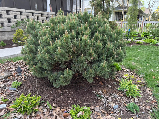 Pušis kalninė (Pinus mugo) 'Sherwood Compact'