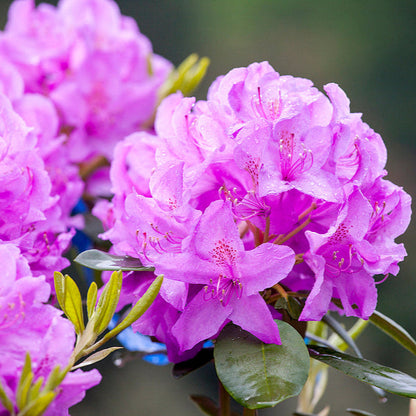Rododendras (Rhododendron) 'Catawbiense Grandiflorum'