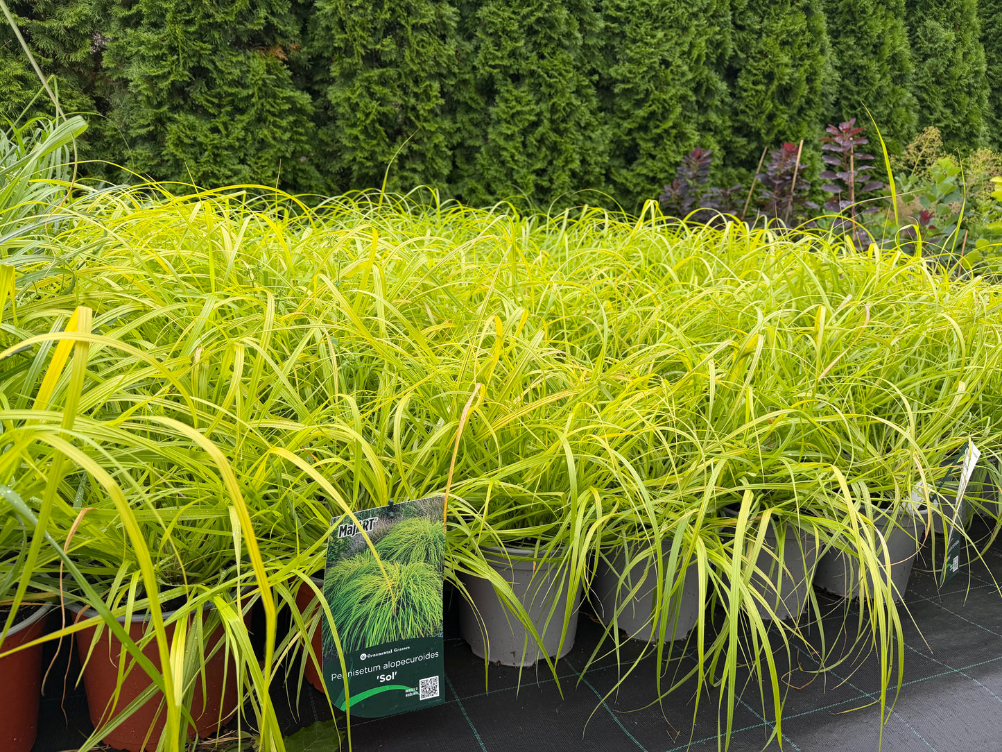 Soruolė pašiaušėlinė (Pennisetum alopecuroides) 'Sol'