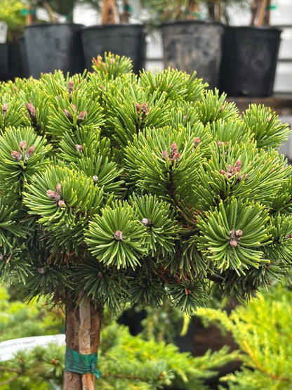 Pušis kalninė (Pinus mugo) 'Sherwood Compact' Pa