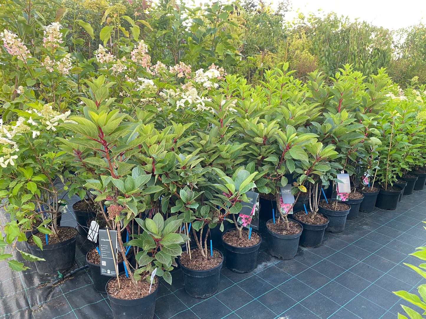 Hortenzija šluotelinė (Hydrangea paniculata) Living 'Infinity'