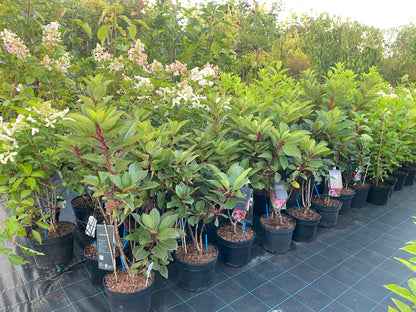 Hortenzija šluotelinė (Hydrangea paniculata) Living 'Infinity'