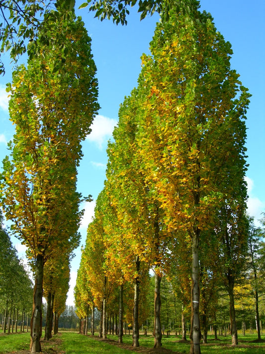 Tulpmedis gelsvažiedis (Liriodendron tulipifera) 'Fastigiatum'
