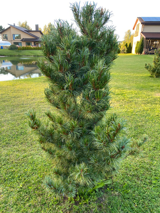 Pušis smulkiažiedė (Pinus parviflora) 'Bonnie Bergman's'