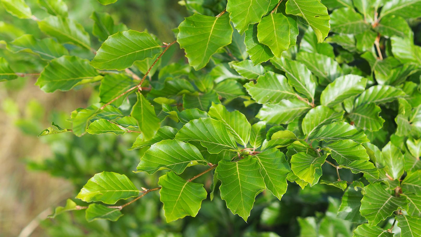 Bukas paprastasis (Fagus sylvatica)