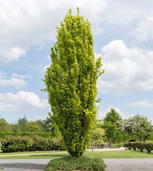 Bukas paprastasis (Fagus sylvatica) 'Dawyck Gold'