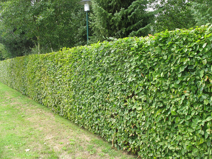 Bukas paprastasis (Fagus sylvatica)