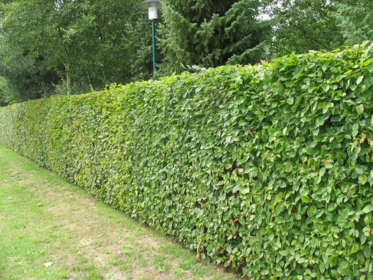 Bukas paprastasis (Fagus sylvatica)