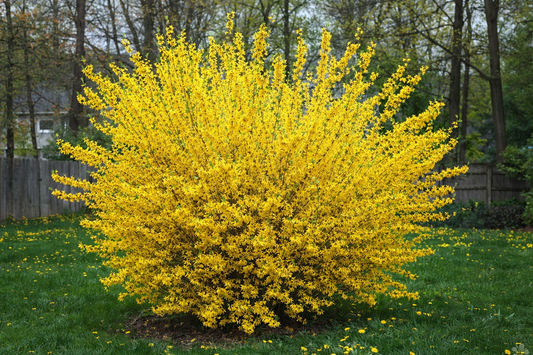 Forsitija tarpinė (Forsythia intermedia) 'Goldzaubert'