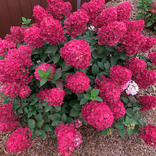 Hortenzija šluotelinė (Hydrangea paniculata) Framboisine 'Rensam' (SAMARSKAYA LIDIJA)
