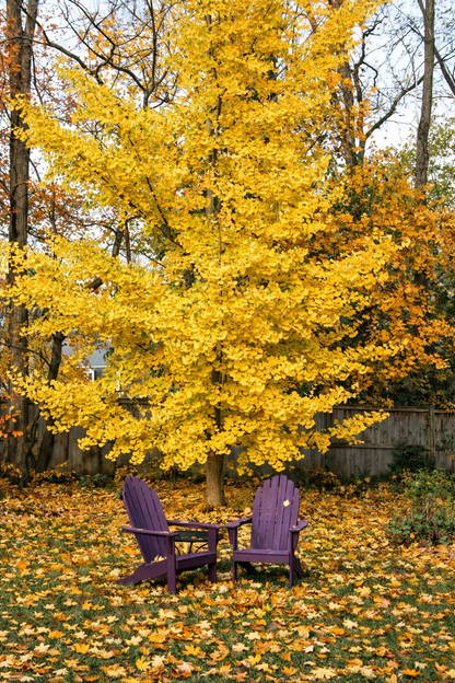 Ginkmedis dviskiautis (Ginkgo biloba)