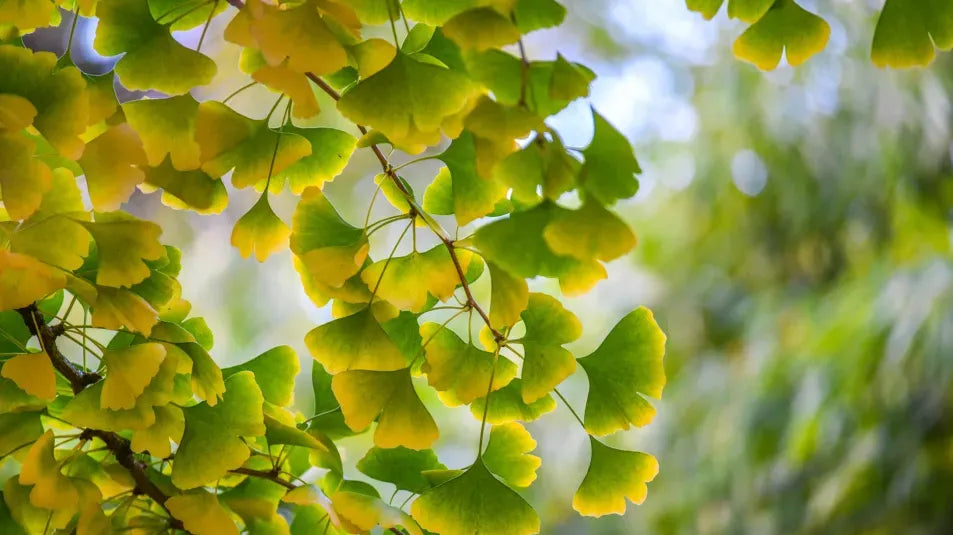 Ginkmedis dviskiautis (Ginkgo biloba)