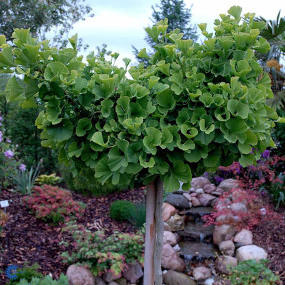 Ginkmedis dviskiautis (Ginkgo biloba) 'Mariken'