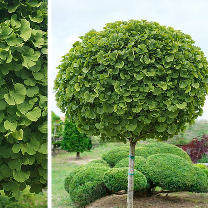 Ginkmedis dviskiautis (Ginkgo biloba) 'Mariken'