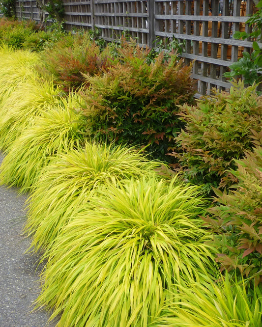 Hakonė didžioji (Hakonechloa macra) 'All Gold'