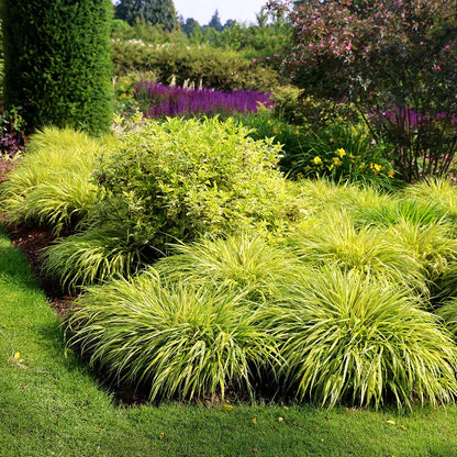 Hakonė didžioji (Hakonechloa macra) 'Aureola'