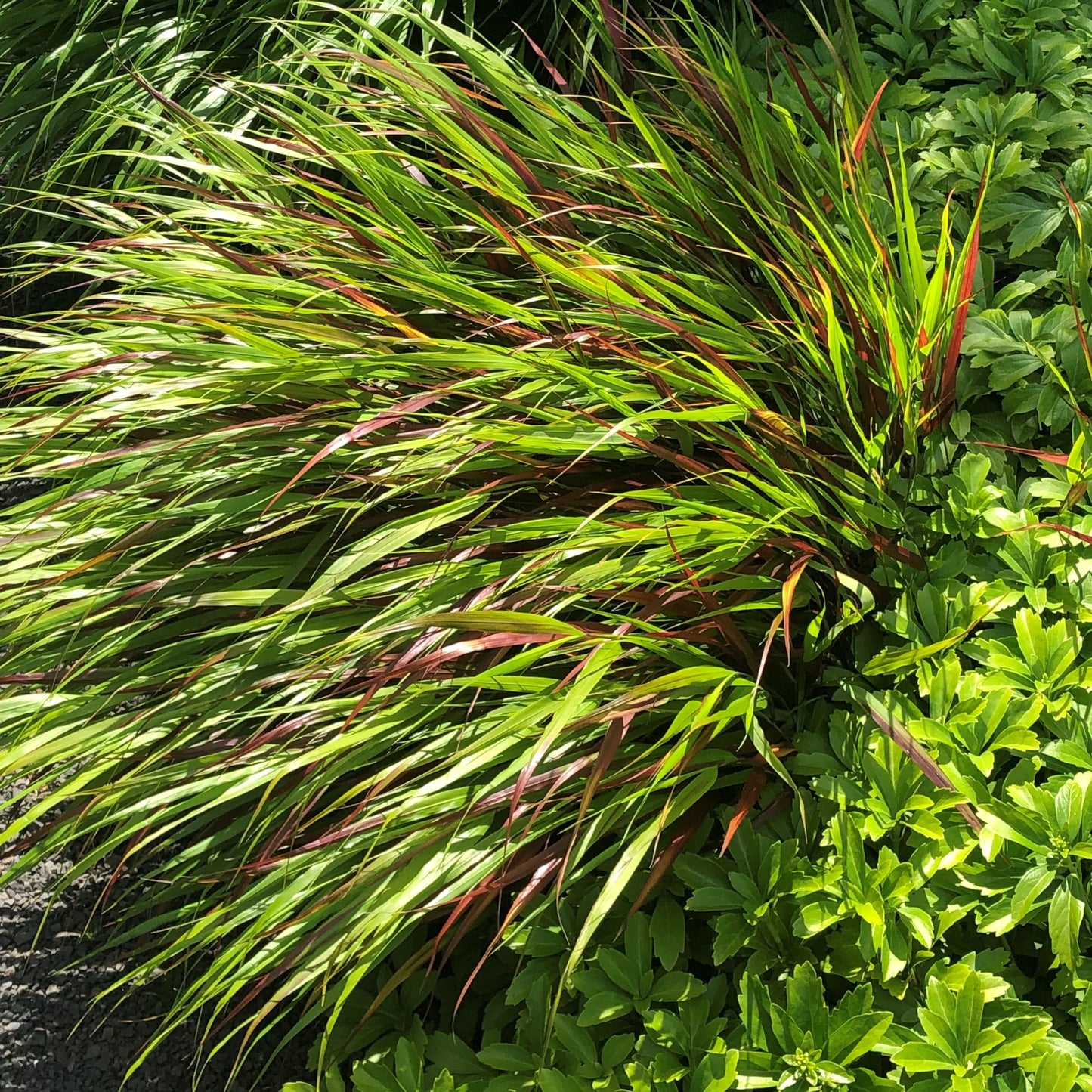 Hakonė didžioji (Hakonechloa macra) 'Beni Kaze'