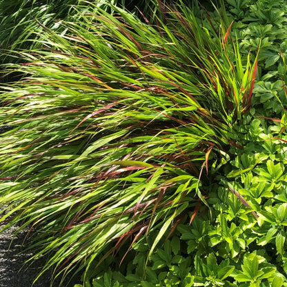 Hakonė didžioji (Hakonechloa macra) 'Beni Kaze'