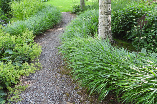 Hakonė didžioji (Hakonechloa macra) 'Beni Kaze'