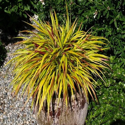 Hakonė didžioji (Hakonechloa macra) 'Mulled Wine'