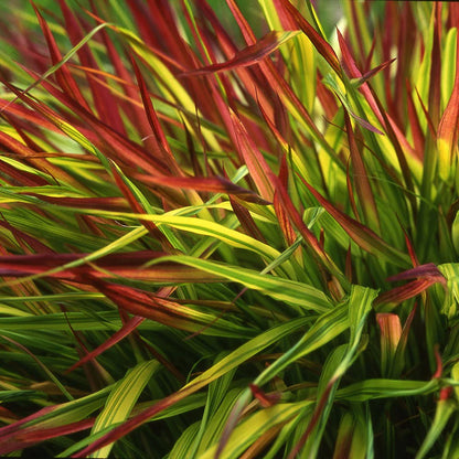 Hakonė didžioji (Hakonechloa macra) 'Mulled Wine'