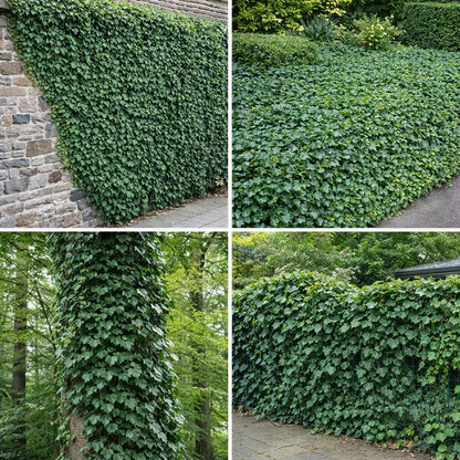 Gebenė atlantinė (Hedera hibernica)