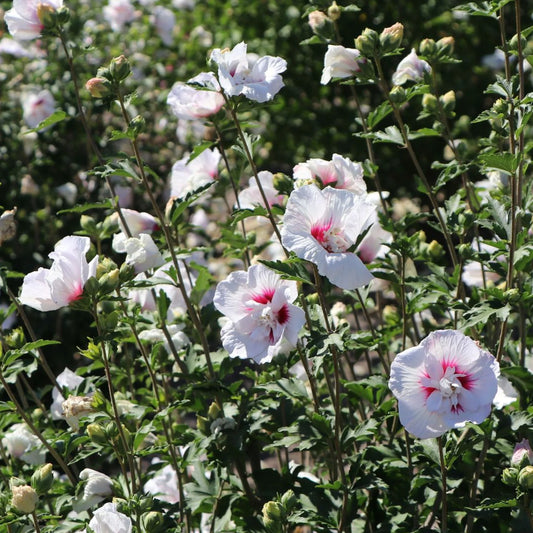 Kinrožė sirinė (Hibiscus syriacus) 'China Chiffon'