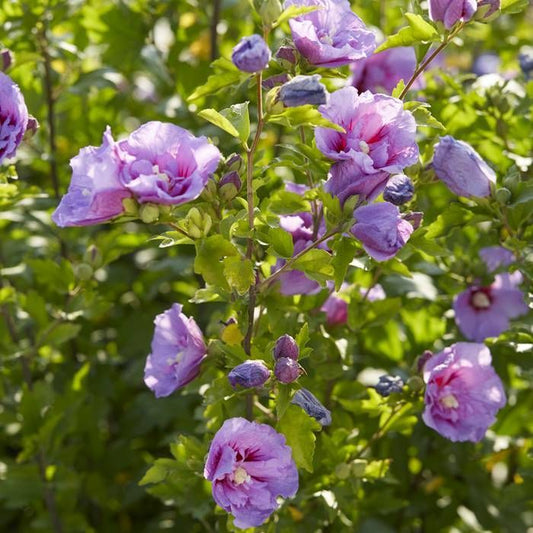 Kinrožė sirinė (Hibiscus syriacus) 'Lavender Chiffon'
