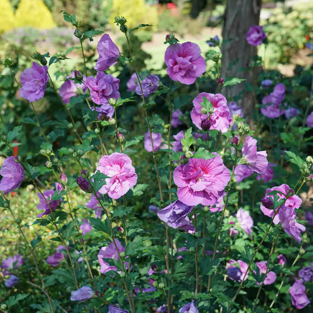 Kinrožė sirinė (Hibiscus syriacus) 'Lavender Chiffon'