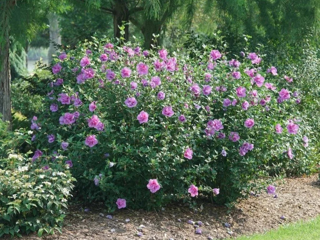 Kinrožė sirinė (Hibiscus syriacus) 'Lavender Chiffon'