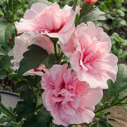 Kinrožė sirinė (Hibiscus syriacus) 'Pink Chiffon'