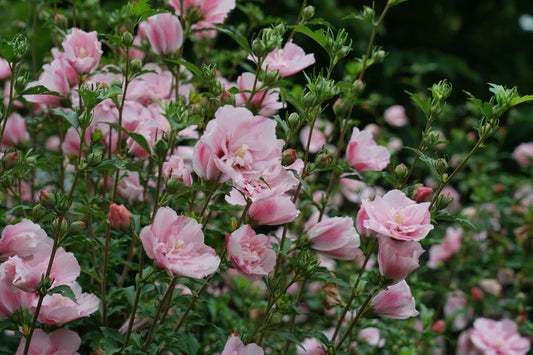 Kinrožė sirinė (Hibiscus syriacus) 'Pink Chiffon'