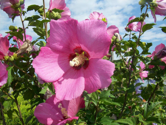 Kinrožė sirinė (Hibiscus syriacus) 'Pink Giant'