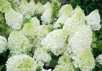 Hortenzija šluotelinė (Hydrangea paniculata) 'Polar Bear'