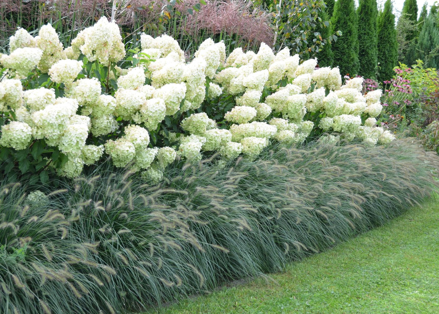 Hortenzija šluotelinė (Hydrangea paniculata) 'Polar Bear'