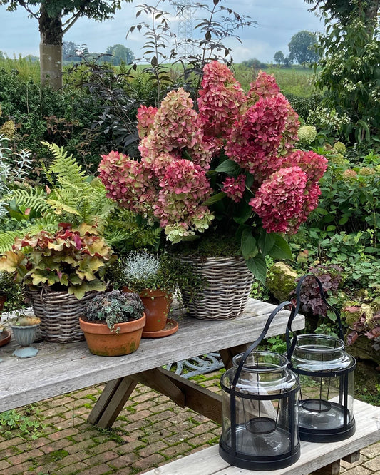 Hortenzija šluotelinė (Hydrangea paniculata) 'Bonfire'