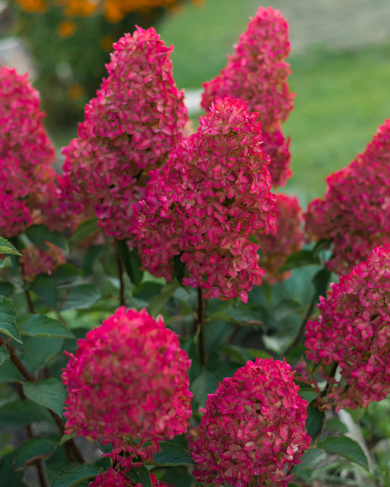 Hortenzija šluotelinė (Hydrangea paniculata) 'Fraise Melba'