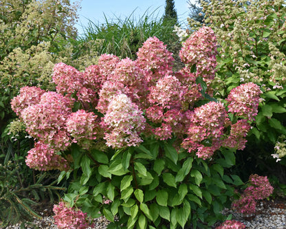 Hortenzija šluotelinė (Hydrangea paniculata) 'Graffiti'