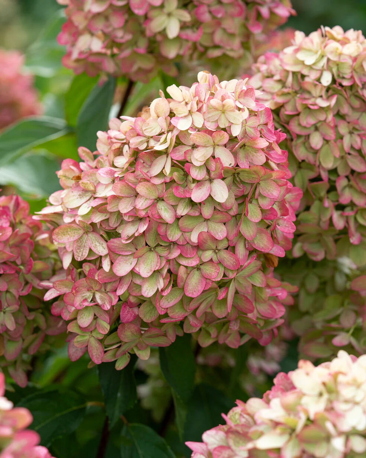 Hortenzija šluotelinė (Hydrangea paniculata) 'Graffiti'