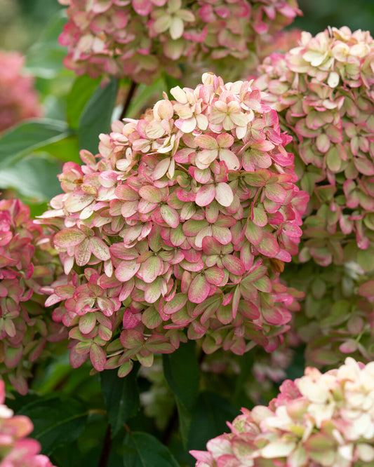 Hortenzija šluotelinė (Hydrangea paniculata) 'Graffiti'