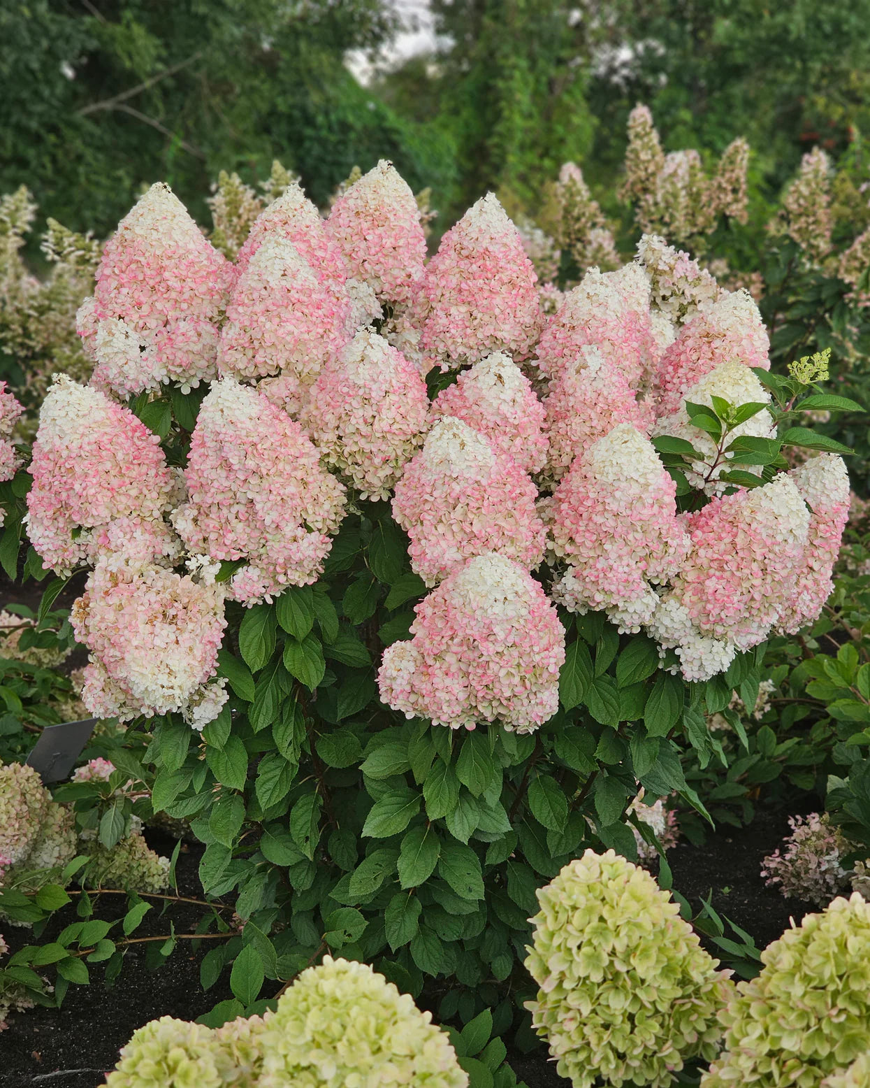 Hortenzija šluotelinė (Hydrangea paniculata) 'Hercules'