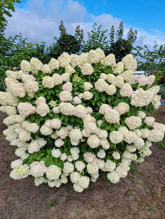 Hortenzija šluotelinė (Hydrangea paniculata) 'Limelight'