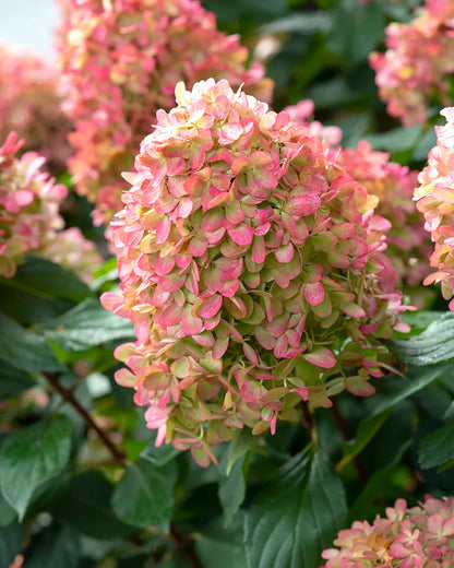 Hortenzija šluotelinė (Hydrangea paniculata) 'Mojito'